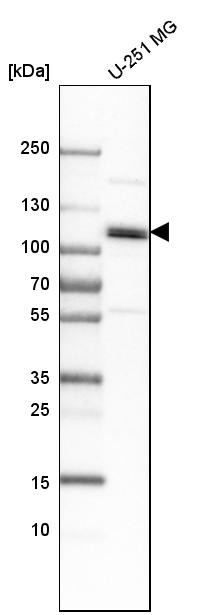 Western blot analysis in human cell line U-251 MG.