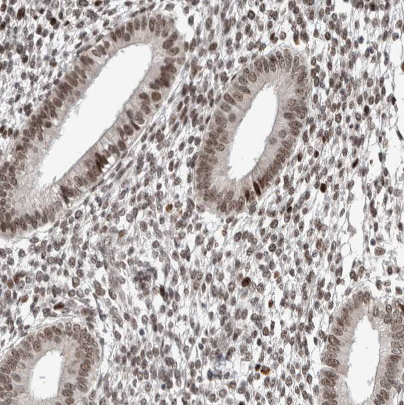 Immunohistochemical staining of human endometrium shows strong nuclear positivity in glandular cells.