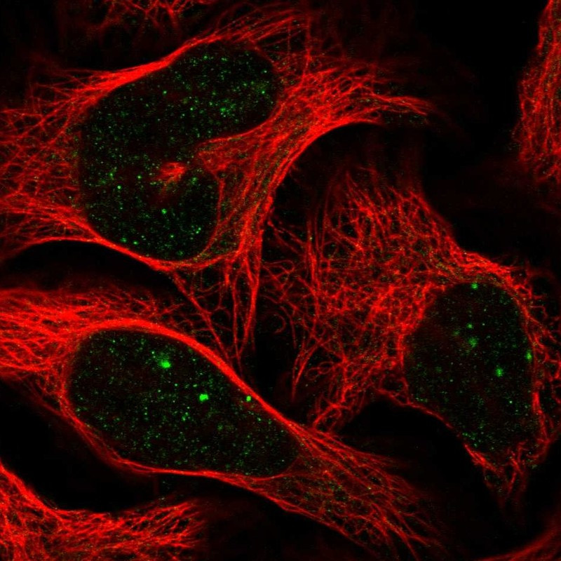 Immunofluorescent staining of human cell line U-2 OS shows localization to nuclear bodies.