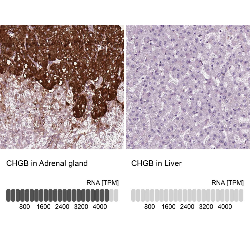 Immunohistochemistry analysis in human adrenal gland and liver tissues using HPA012602 antibody. Corresponding CHGB RNA-seq data are presented for the same tissues.