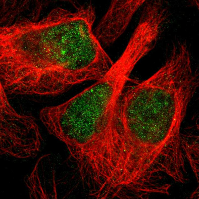 Immunofluorescent staining of human cell line U-2 OS shows localization to nucleoplasm.