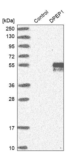 Western blot analysis in control (vector only transfected HEK293T lysate) and DPEP1 over-expression lysate (Co-expressed with a C-terminal myc-DDK tag (~3.1 kDa) in mammalian HEK293T cells, LY401402).