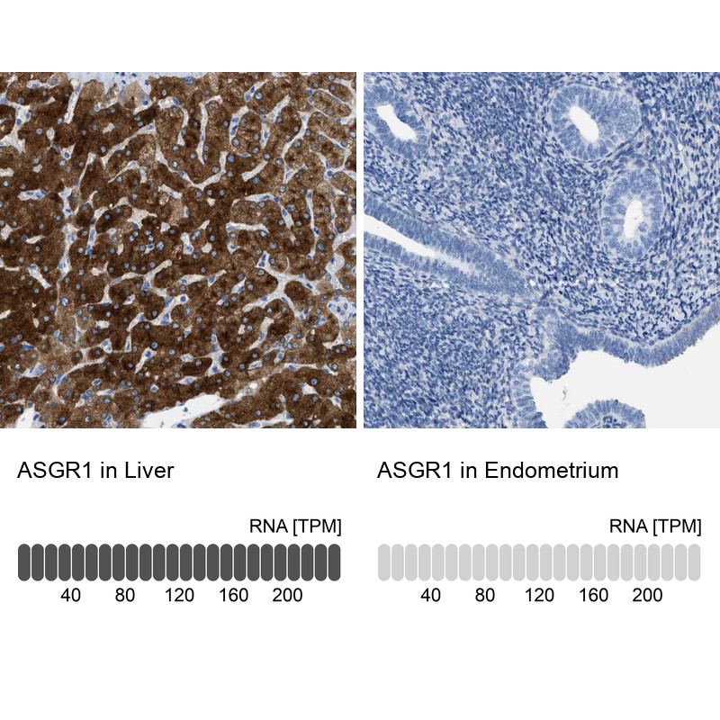 Immunohistochemistry analysis in human liver and endometrium tissues using HPA012852 antibody. Corresponding ASGR1 RNA-seq data are presented for the same tissues.