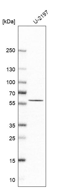 Western blot analysis in human cell line U-2197.
