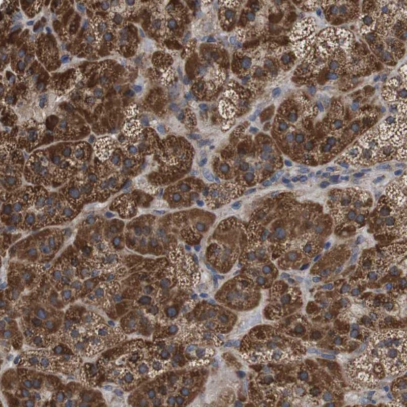 Immunohistochemical staining of human adrenal gland shows strong cytoplasmic positivity in cortical cells.