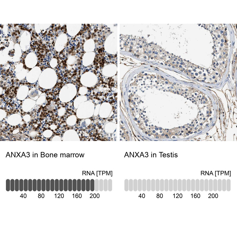 Immunohistochemistry analysis in human bone marrow and testis tissues using HPA013431 antibody. Corresponding ANXA3 RNA-seq data are presented for the same tissues.