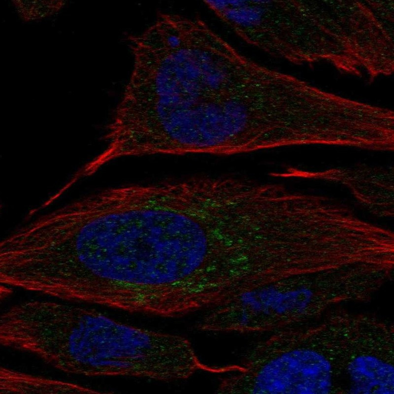 Immunofluorescent staining of human cell line PC-3 shows localization to the Golgi apparatus.