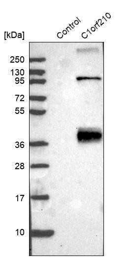 Western blot analysis in control (vector only transfected HEK293T lysate) and C1orf210 over-expression lysate (Co-expressed with a C-terminal myc-DDK tag (~3.1 kDa) in mammalian HEK293T cells, LY405533).