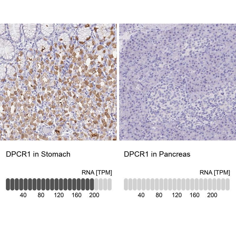 Immunohistochemistry analysis in human stomach and pancreas tissues using Anti-DPCR1 antibody. Corresponding DPCR1 RNA-seq data are presented for the same tissues.