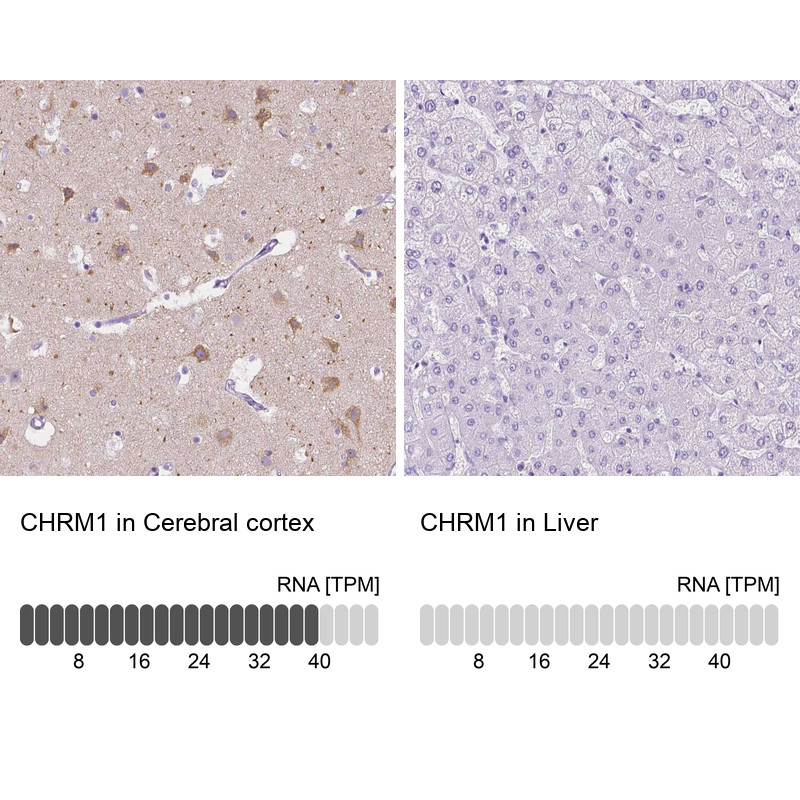 Immunohistochemistry analysis in human cerebral cortex and liver tissues using HPA014101 antibody. Corresponding CHRM1 RNA-seq data are presented for the same tissues.
