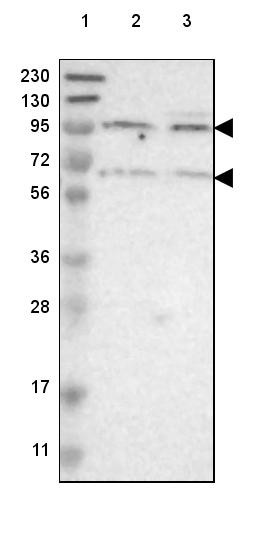 Lane 1: Marker [kDa] 230, 130, 95, 72, 56, 36, 28, 17, 11<br/>Lane 2: Human cell line RT-4<br/>Lane 3: Human cell line U-251 MG