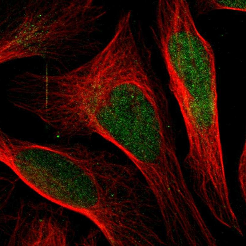 Immunofluorescent staining of human cell line U-2 OS shows localization to nucleoplasm.