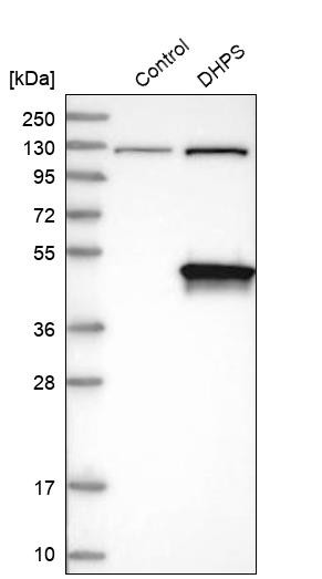 Western blot analysis in control (vector only transfected HEK293T lysate) and DHPS over-expression lysate (Co-expressed with a C-terminal myc-DDK tag (~3.1 kDa) in mammalian HEK293T cells, LY400714).