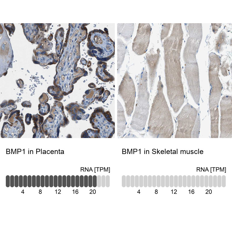 Immunohistochemistry analysis in human placenta and skeletal muscle tissues using Anti-BMP1 antibody. Corresponding BMP1 RNA-seq data are presented for the same tissues.
