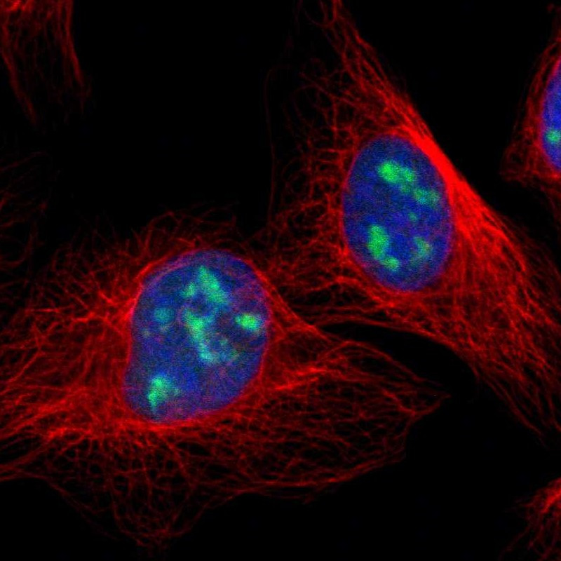 Immunofluorescent staining of human cell line U-2 OS shows localization to nucleoli.