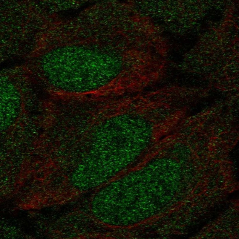 Immunofluorescent staining of human cell line U-2 OS shows localization to nucleoplasm & cytosol.