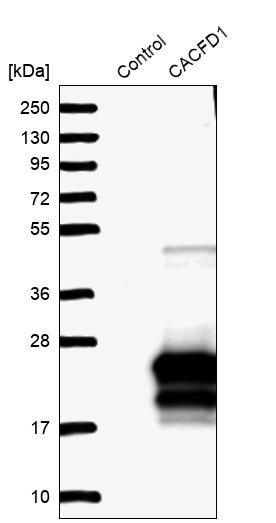 Western blot analysis in control (vector only transfected HEK293T lysate) and CACFD1 over-expression lysate (Co-expressed with a C-terminal myc-DDK tag (~3.1 kDa) in mammalian HEK293T cells, LY413631).