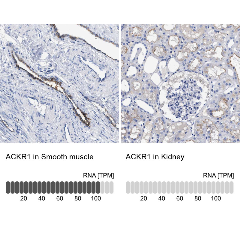 Immunohistochemistry analysis in human smooth muscle and kidney tissues using Anti-ACKR1 antibody. Corresponding ACKR1 RNA-seq data are presented for the same tissues.