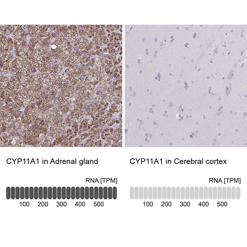 Immunohistochemistry analysis in human adrenal gland and cerebral cortex tissues using Anti-CYP11A1 antibody. Corresponding CYP11A1 RNA-seq data are presented for the same tissues.