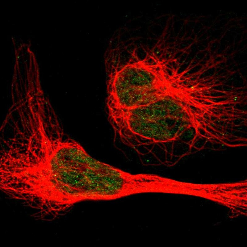 Immunofluorescent staining of human cell line U-2 OS shows localization to nucleoplasm.