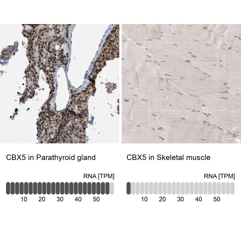 Immunohistochemistry analysis in human parathyroid gland and skeletal muscle tissues using HPA016699 antibody. Corresponding CBX5 RNA-seq data are presented for the same tissues.