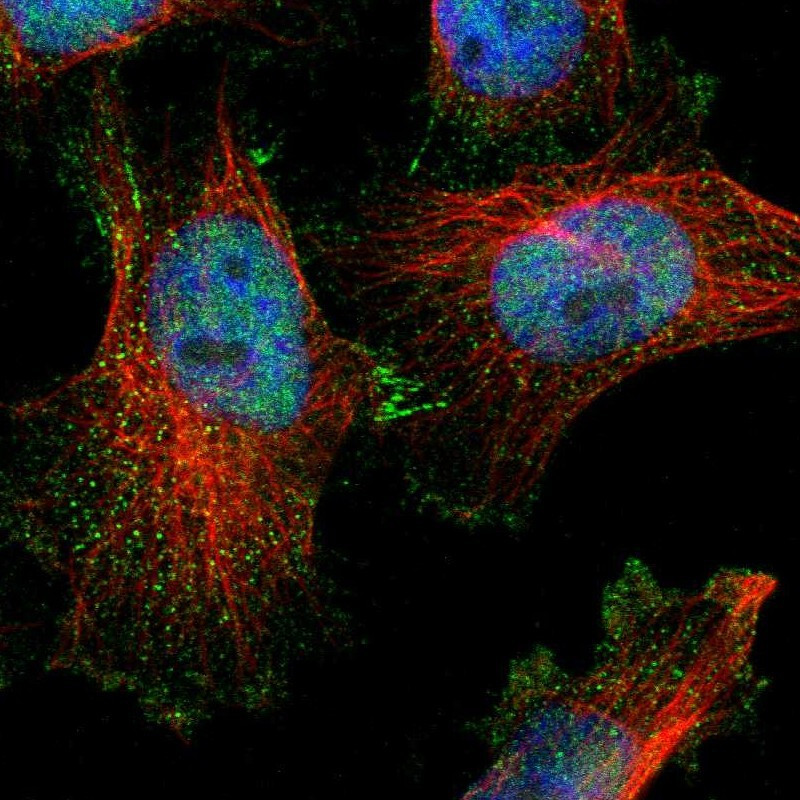 Immunofluorescent staining of human cell line U-251 MG shows localization to nucleoplasm, cytosol & cell junctions.