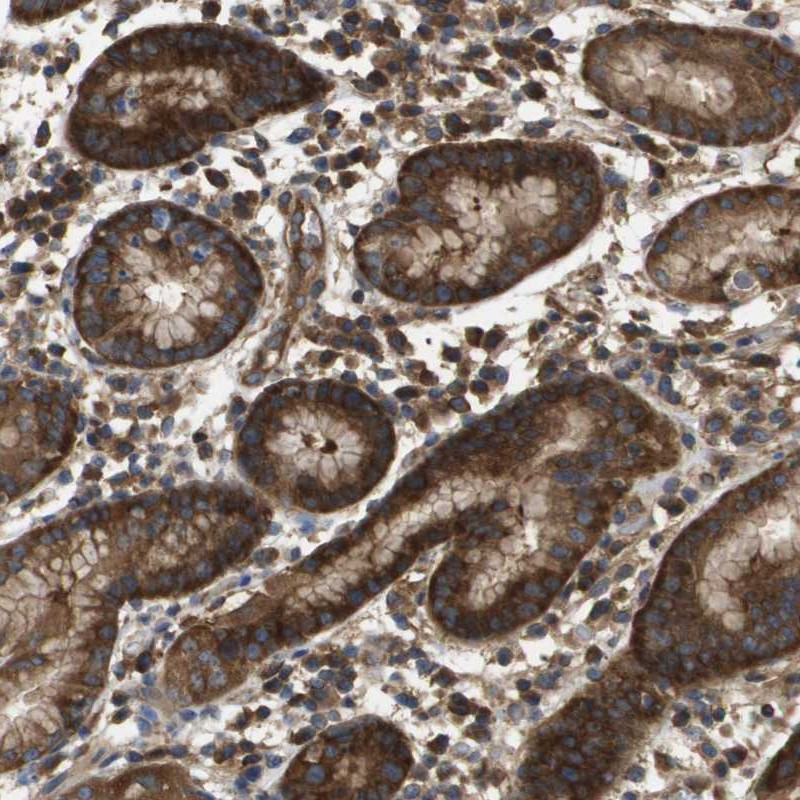Immunohistochemical staining of human stomach shows strong cytoplasmic positivity in glandular cells.