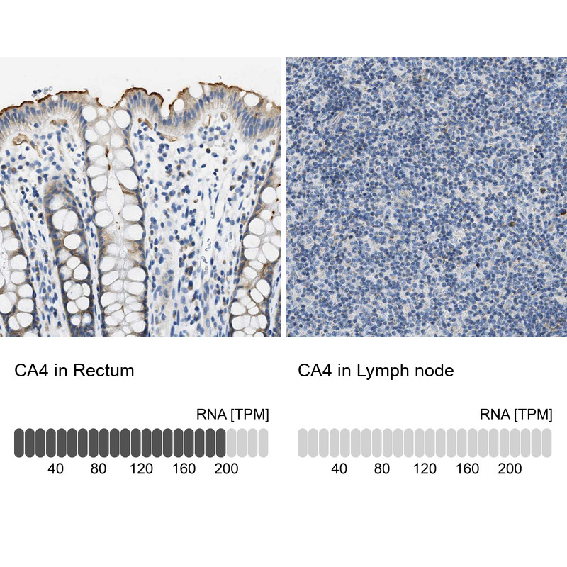 Immunohistochemistry analysis in human rectum and lymph node tissues using HPA017258 antibody. Corresponding CA4 RNA-seq data are presented for the same tissues.