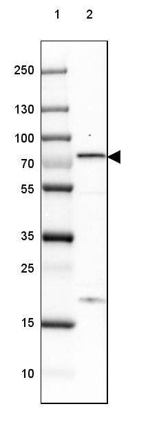 Lane 1: Marker [kDa] 250, 130, 100, 70, 55, 35, 25, 15, 10<br/>Lane 2: Human Cerebral Cortex tissue