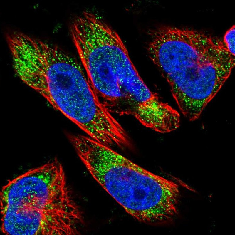 Immunofluorescent staining of human cell line U-251 MG shows localization to nucleoplasm & vesicles.