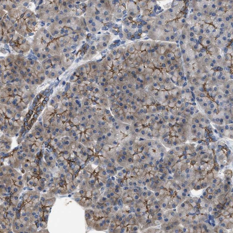 Immunohistochemical staining of human pancreas shows distinct positivity in intercalated ducts and exocrine cells.