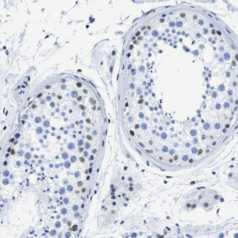 Immunohistochemical staining of human testis shows moderate nuclear positivity in a subset of cells in seminiferus ducts.