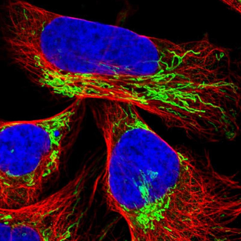 Immunofluorescent staining of human cell line U-2 OS shows localization to mitochondria.