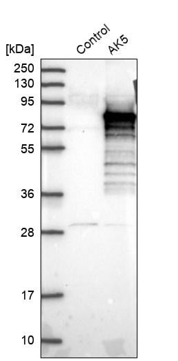 Western blot analysis in control (vector only transfected HEK293T lysate) and AK5 over-expression lysate (Co-expressed with a C-terminal myc-DDK tag (~3.1 kDa) in mammalian HEK293T cells, LY403569).