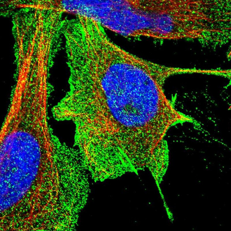 Immunofluorescent staining of human cell line U-2 OS shows localization to plasma membrane.