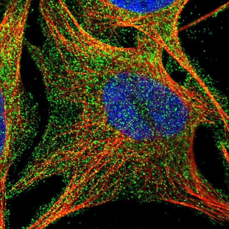 Immunofluorescent staining of human cell line U-2 OS shows localization to plasma membrane.