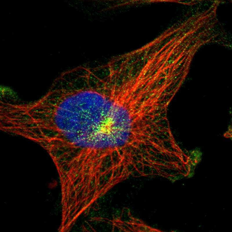 Immunofluorescent staining of human cell line U-251 MG shows localization to microtubule organizing center & vesicles.