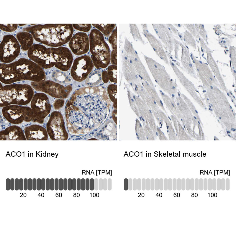 Immunohistochemistry analysis in human kidney and skeletal muscle tissues using HPA019371 antibody. Corresponding ACO1 RNA-seq data are presented for the same tissues.