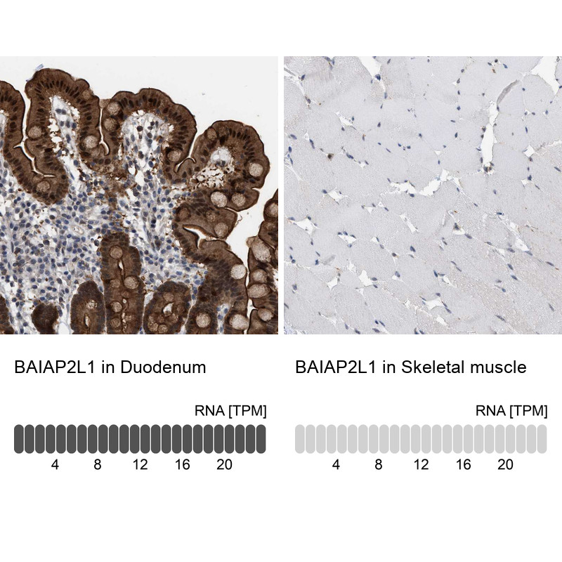 Immunohistochemistry analysis in human duodenum and skeletal muscle tissues using HPA019484 antibody. Corresponding BAIAP2L1 RNA-seq data are presented for the same tissues.