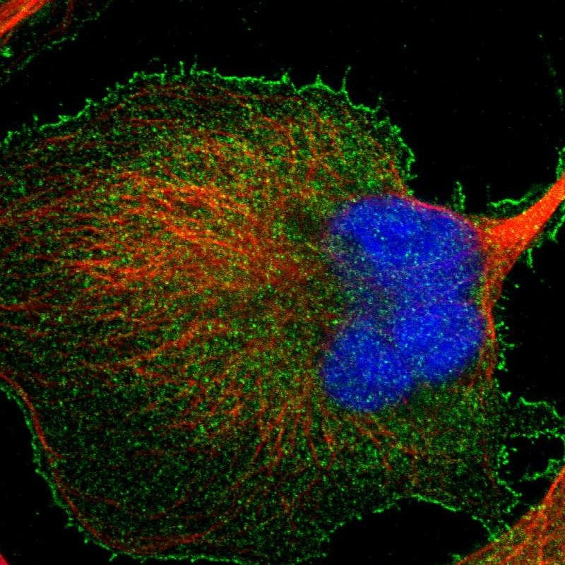 Immunofluorescent staining of human cell line U-2 OS shows localization to plasma membrane & cytosol.