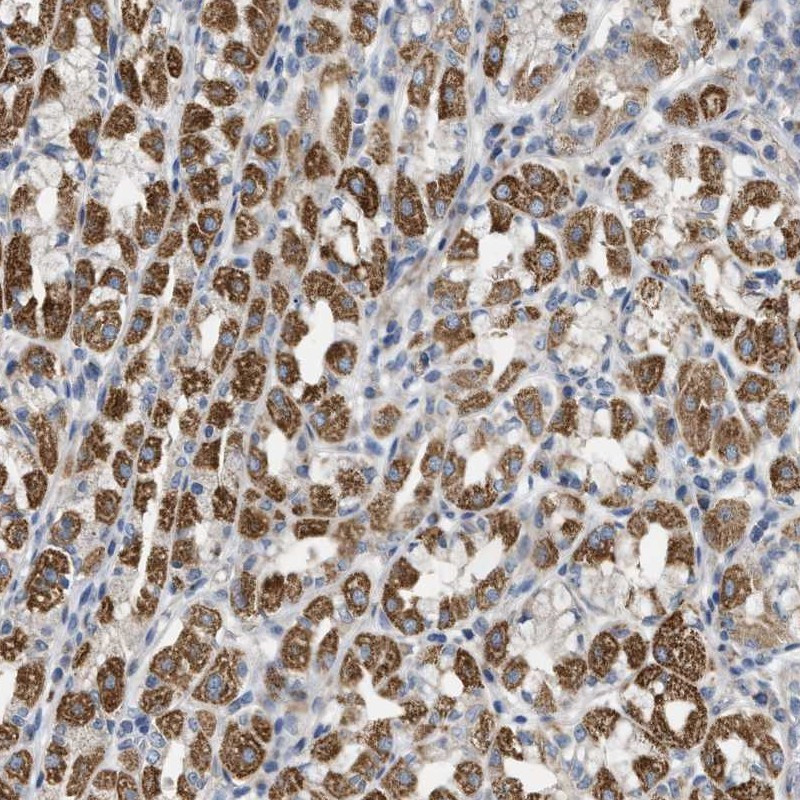Immunohistochemical staining of human stomach shows strong cytoplasmic positivity in glandular cells.