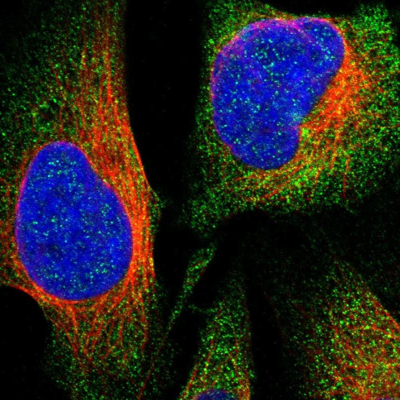 Immunofluorescent staining of human cell line U-2 OS shows localization to cytosol.