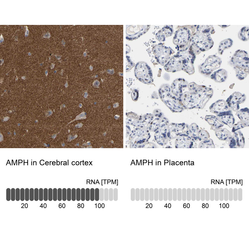 Immunohistochemistry analysis in human cerebral cortex and placenta tissues using HPA019828 antibody. Corresponding AMPH RNA-seq data are presented for the same tissues.