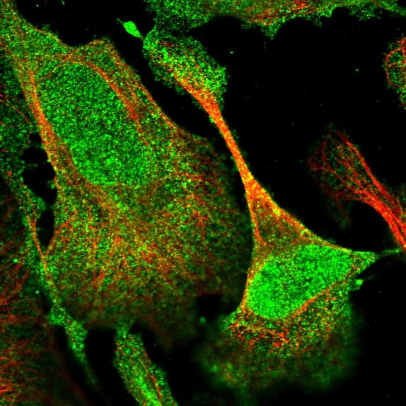 Immunofluorescent staining of human cell line U-2 OS shows localization to nucleoplasm & cytosol.