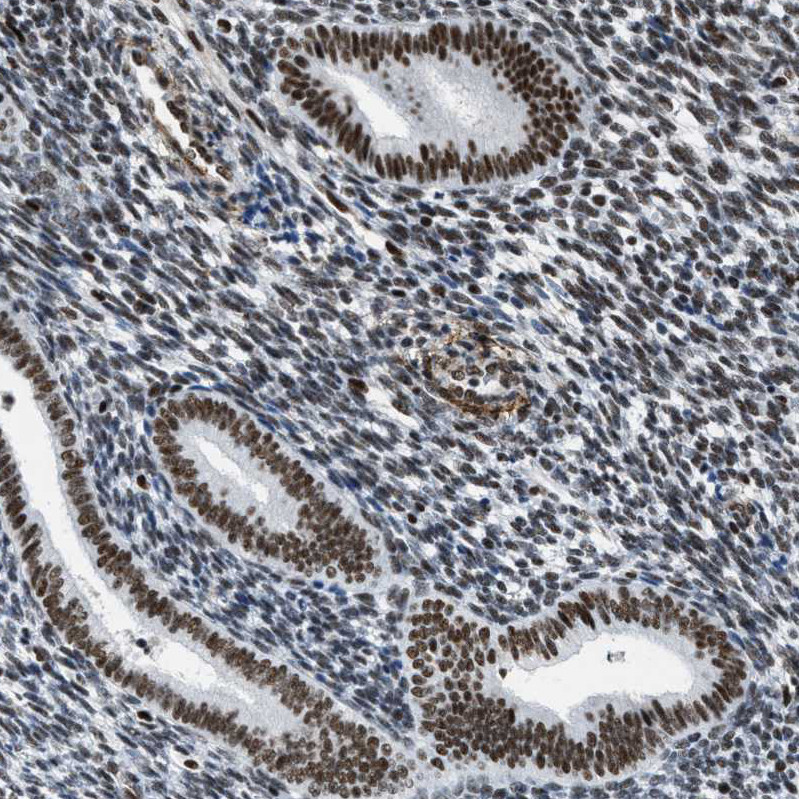 Immunohistochemical staining of human endometrium shows strong nuclear positivity in glandular cells.