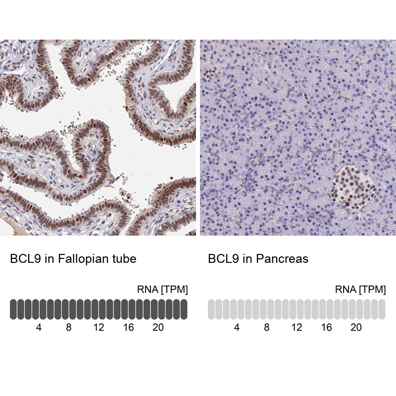 Immunohistochemistry analysis in human fallopian tube and pancreas tissues using HPA020274 antibody. Corresponding BCL9 RNA-seq data are presented for the same tissues.