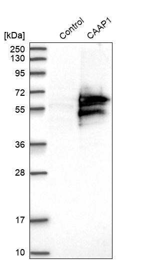 Western blot analysis in control (vector only transfected HEK293T lysate) and CAAP1 over-expression lysate (Co-expressed with a C-terminal myc-DDK tag (~3.1 kDa) in mammalian HEK293T cells, LY410946).