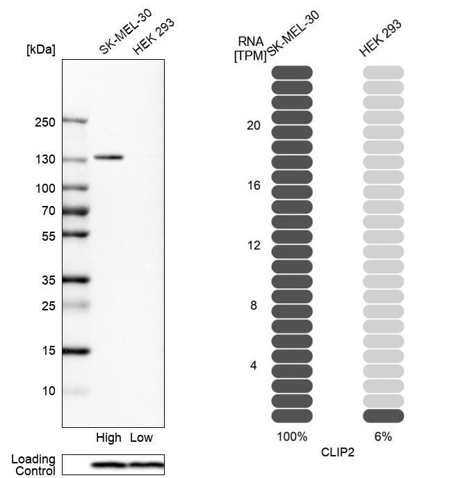 Western blot analysis in human cell lines SK-MEL-30 and HEK293 using Anti-CLIP2 antibody. Corresponding CLIP2 RNA-seq data are presented for the same cell lines. Loading control: Anti-PFN1.