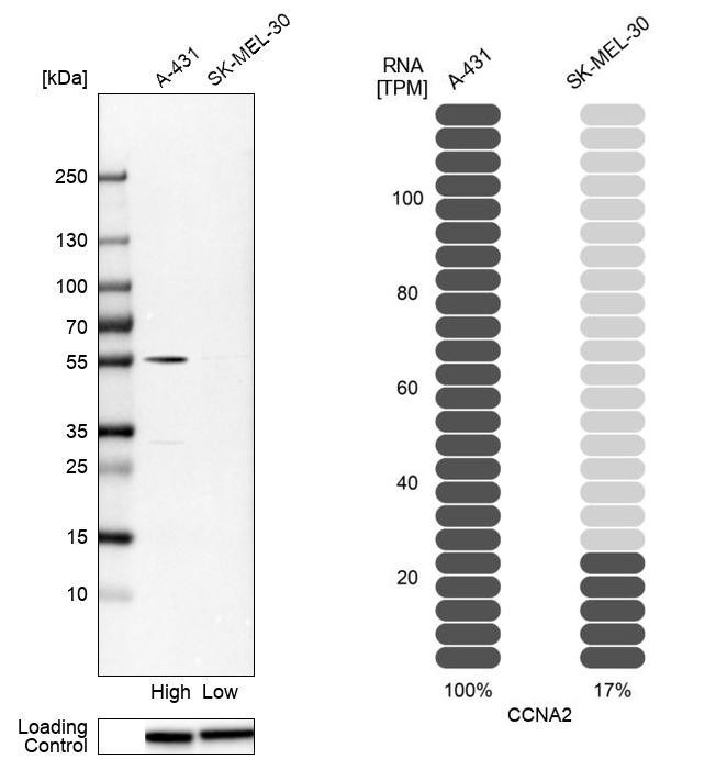 Western blot analysis in human cell lines A-431 and SK-MEL-30 using Anti-CCNA2 antibody. Corresponding CCNA2 RNA-seq data are presented for the same cell lines. Loading control: Anti-HSP90B1.