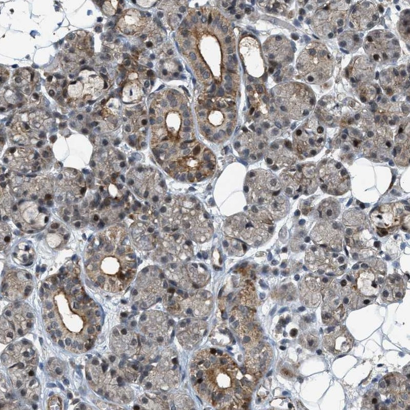 Immunohistochemical staining of human salivary gland shows weak cytoplasmic and nuclear positivity in glandular cells.